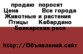 продаю  поросят  › Цена ­ 1 000 - Все города Животные и растения » Птицы   . Кабардино-Балкарская респ.